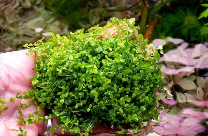 Микрантемум монте карло аквариумное