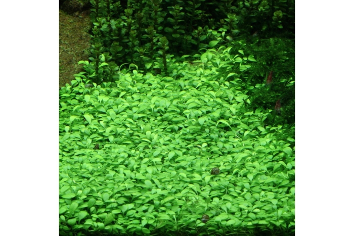 Глоссостигма элатиноидес