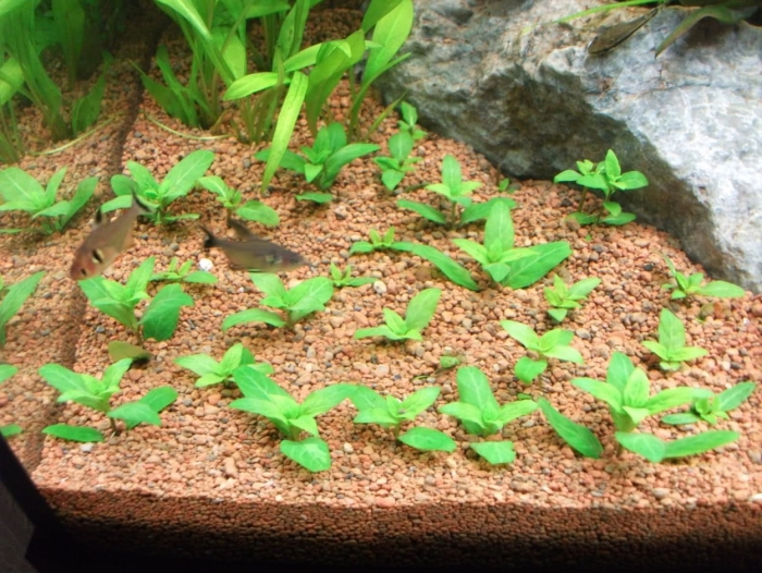 Стаурогин репенс аквариумное растение