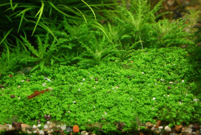 Аквариумное растение