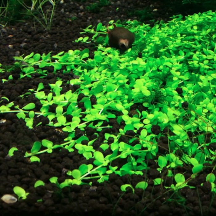 Микрантемум тенистый аквариумное растение