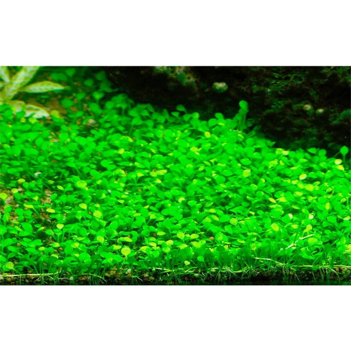 Марсилия крената