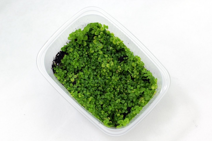 Микрантемум монте карло в палюдариуме