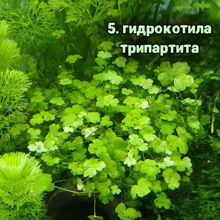 Гидрокотила трипартита