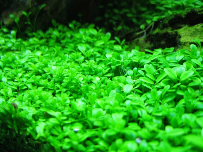 Глоссостигма повойничковая