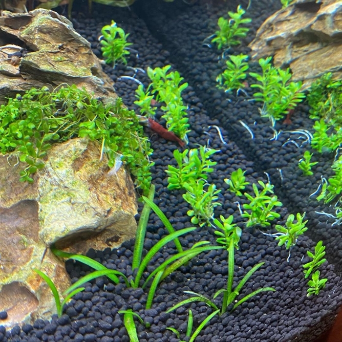 Монте карло растение аквариумное