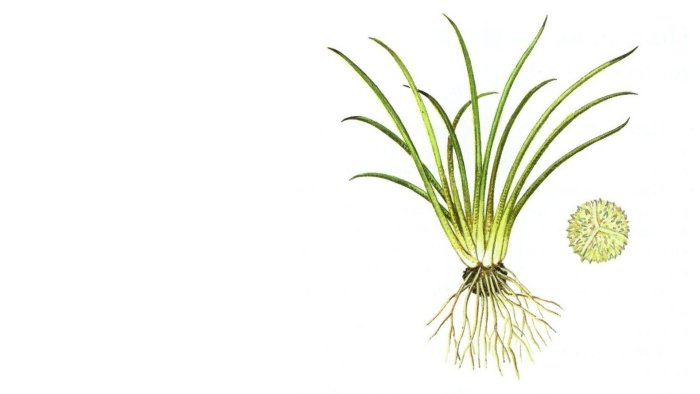 Полушник щетинистый