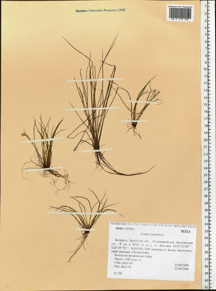 Полушник озерный представитель
