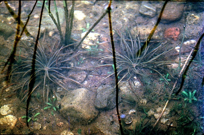 Isoetes echinospora