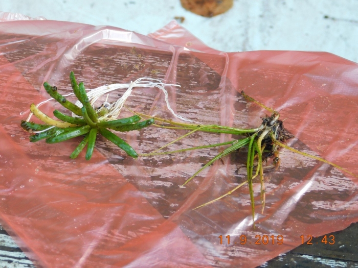 Полушник озерный представитель