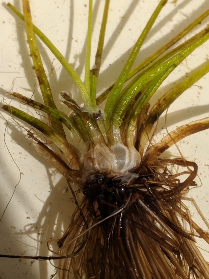 Полушник озерный (isoetes lacustris)