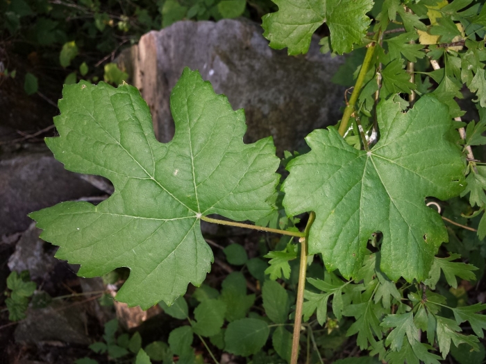 Vitis vinifera subsp sylvestris