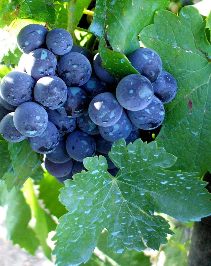 Виноградные сорт мерло