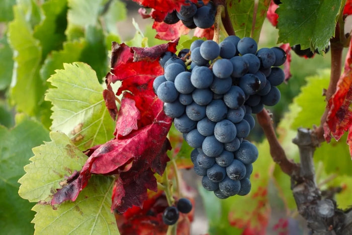 Мурведр сорт винограда