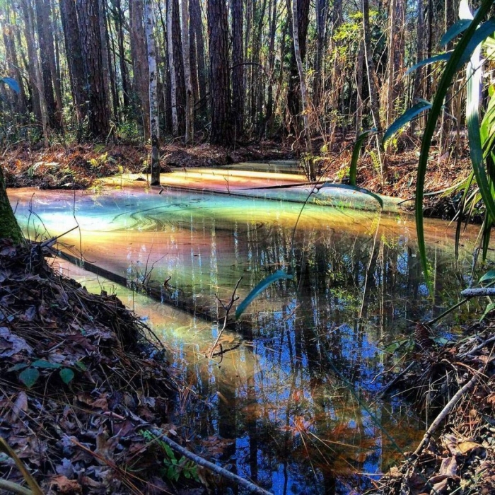 Радужное болото