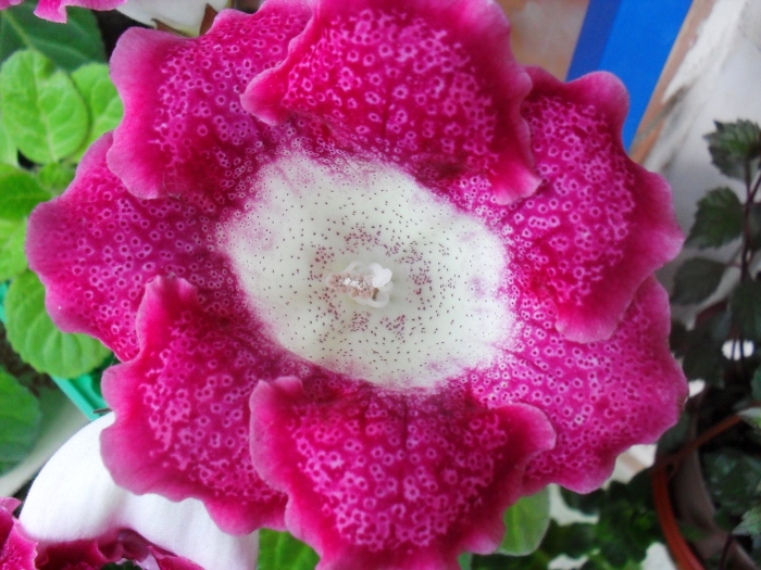 Глоксиния криспа метеор