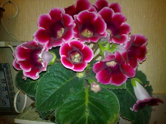 Цветок глоксиния