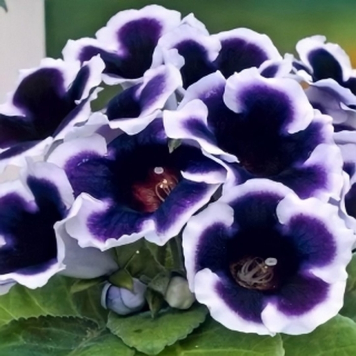 Глоксиния аванти блу