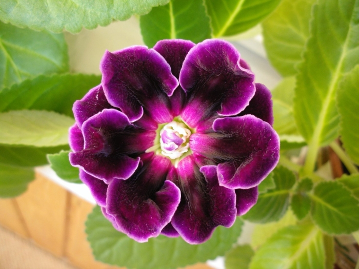 Цветок глоксиния