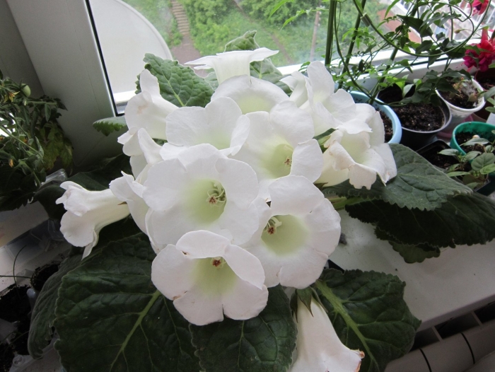 Глоксиния монблан