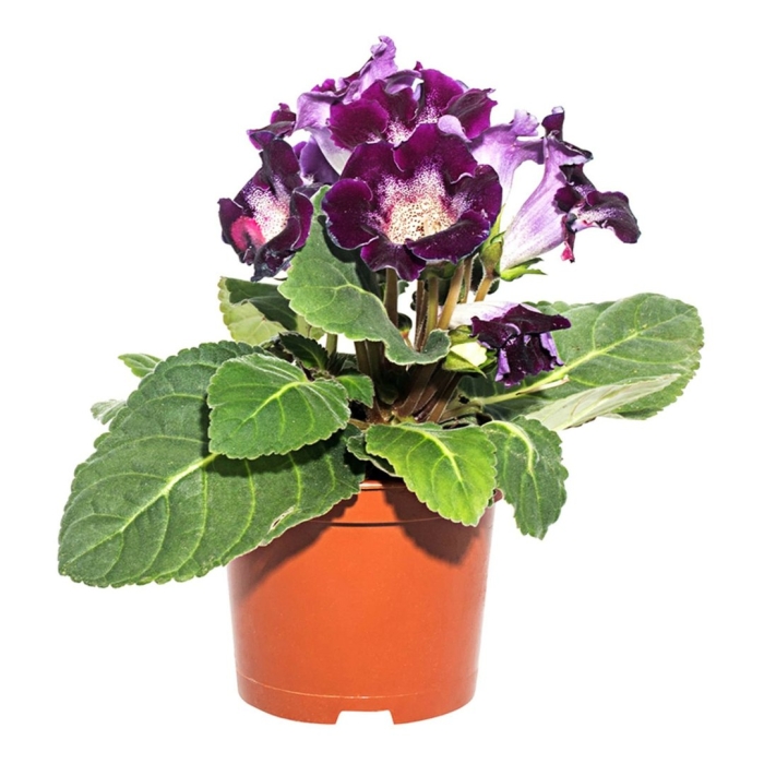 Глоксиния фиолетовая в горшке