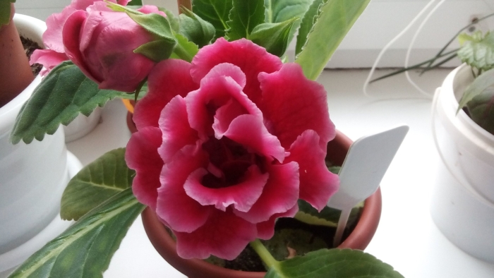 Глоксиния есения