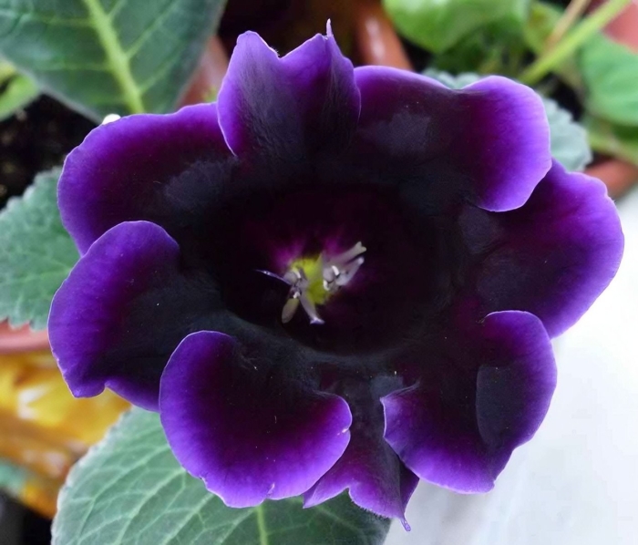 Глоксиния violacea