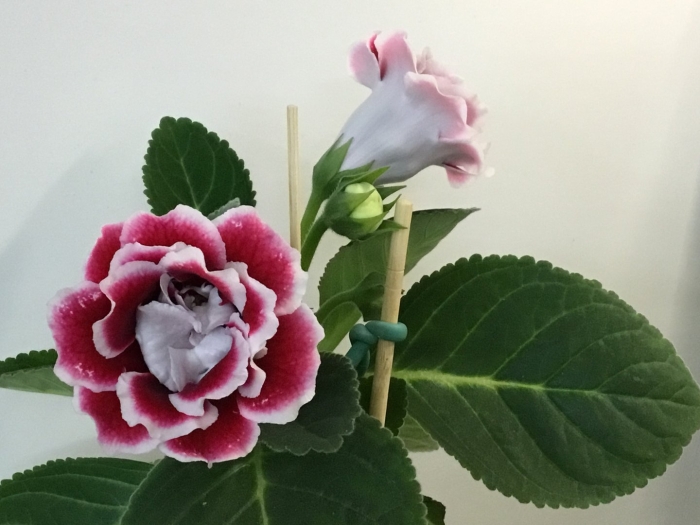 Глоксиния цветок