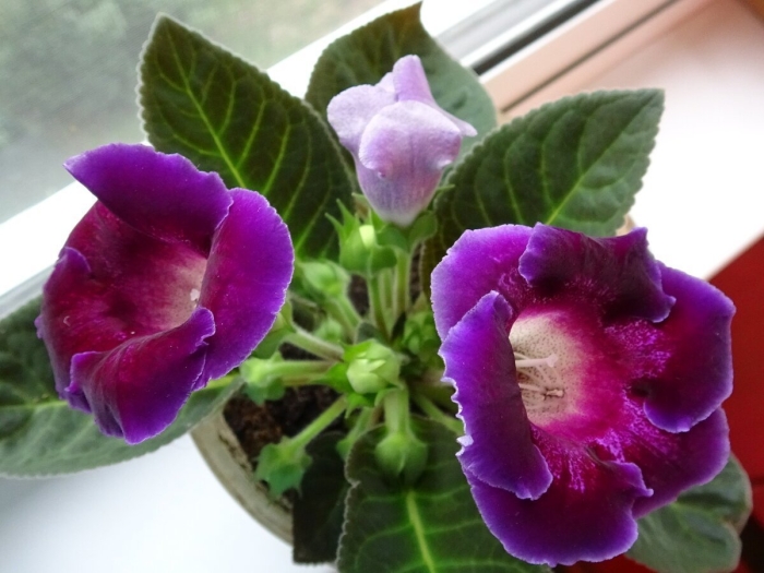 Глоксиния синнингия