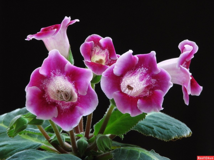 Цветок глоксиния