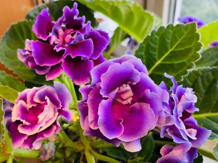 Глоксиния донна