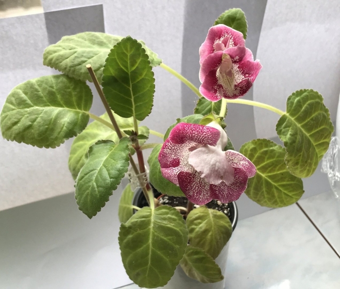 Глоксиния лазурит