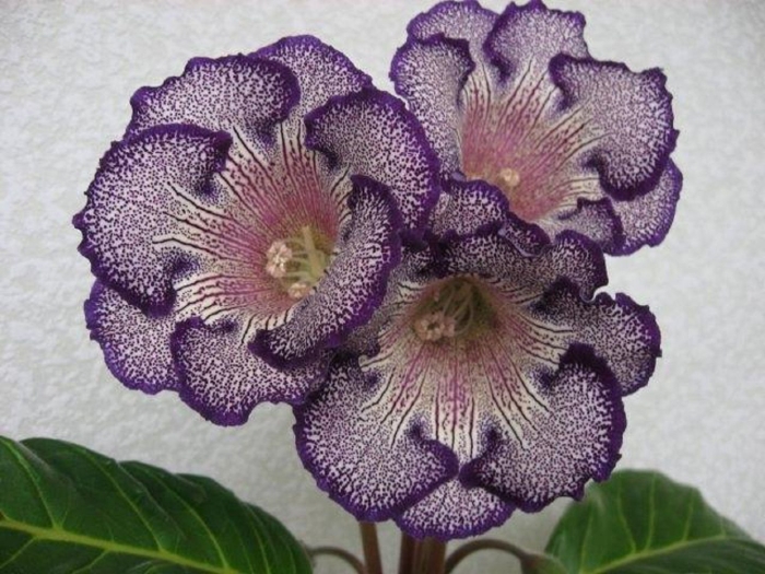 Глоксиния (синнингия) прекрасная