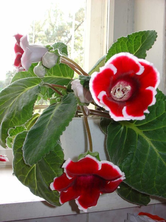 Глоксиния виолацеа