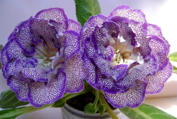 Глоксиния тидея синяя