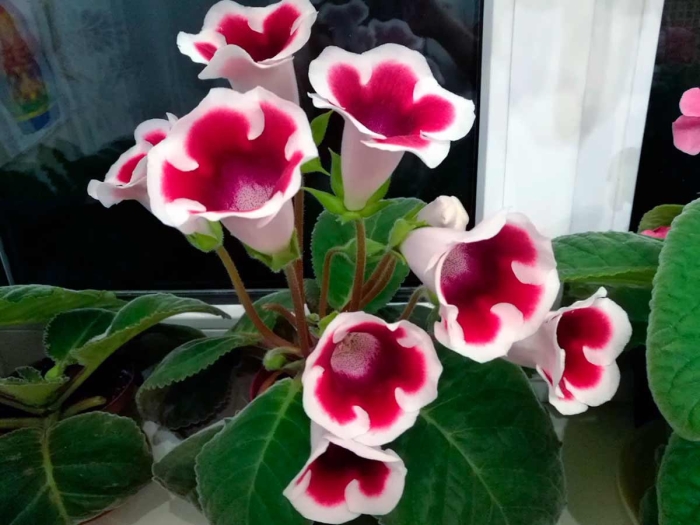 Глоксиния кайзер фридрих