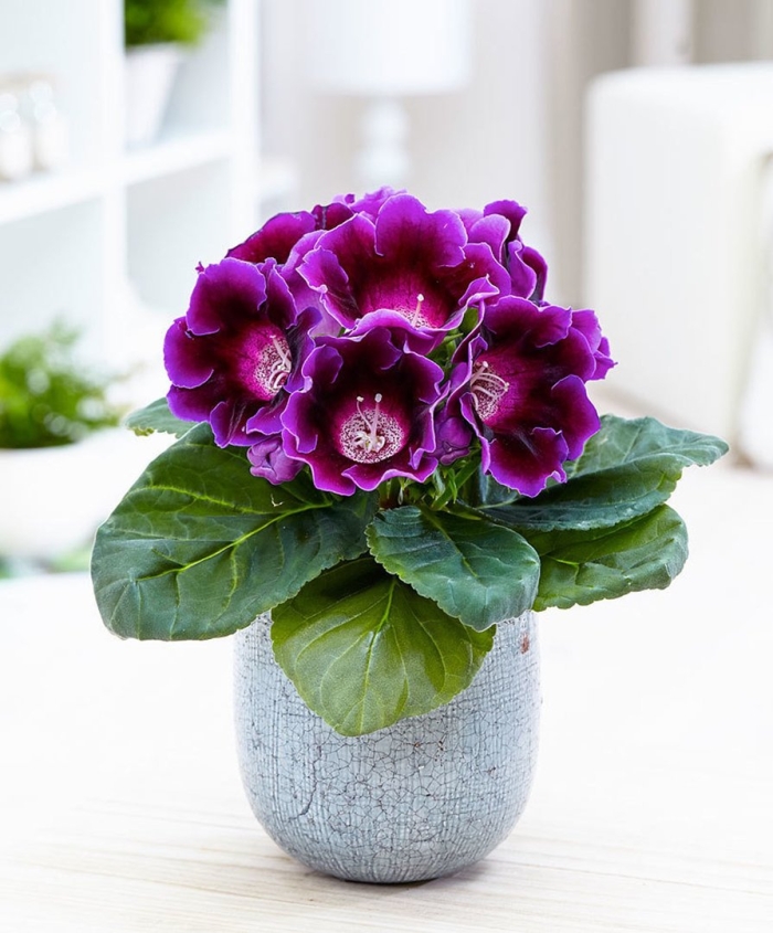 Комнатные цветы глоксиния