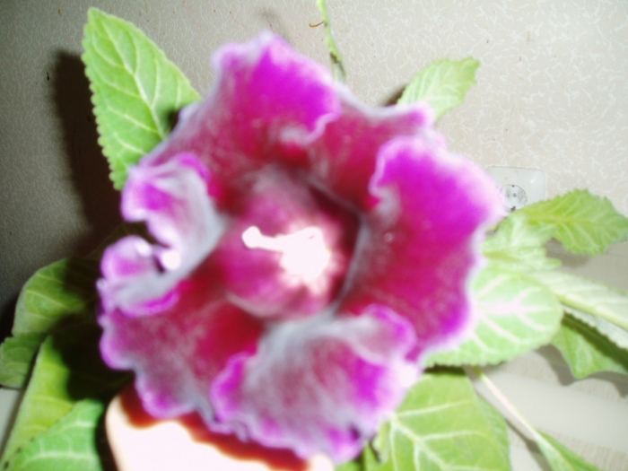 Глоксиния кайзер фридрих