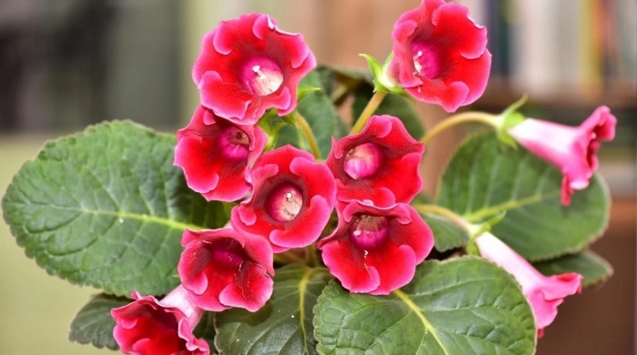 Глоксиния аванти красная с бeлым краем