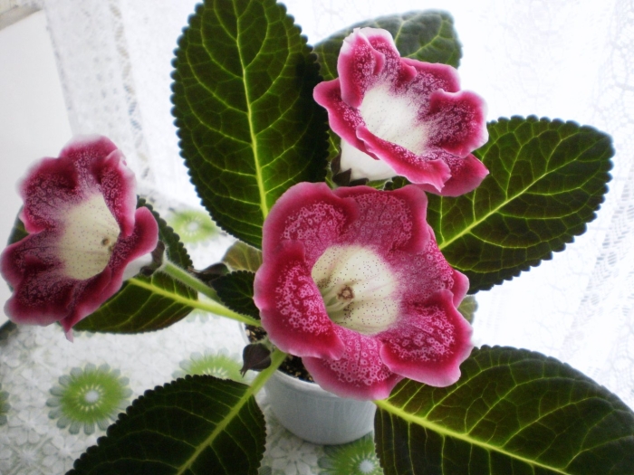 Глоксиния тидея красная