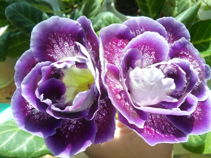 Глоксиния растение