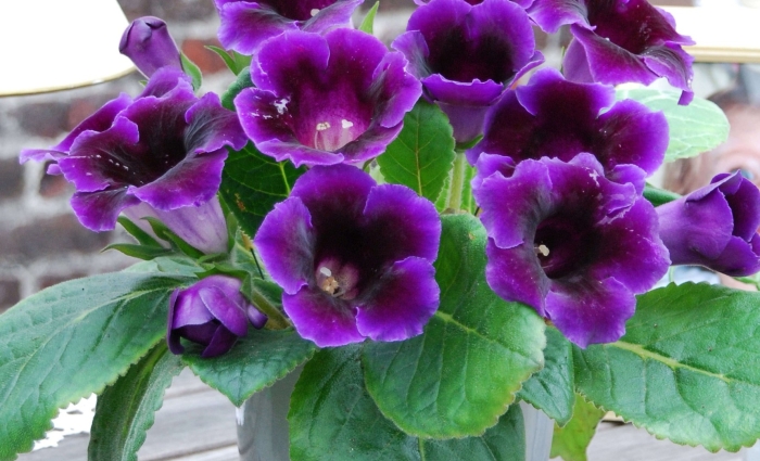 Глоксиния виолацея