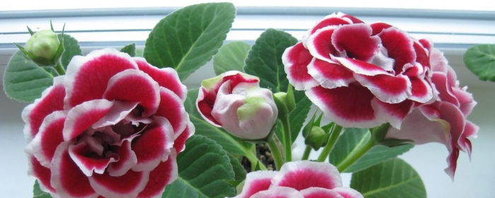 Глоксиния соната