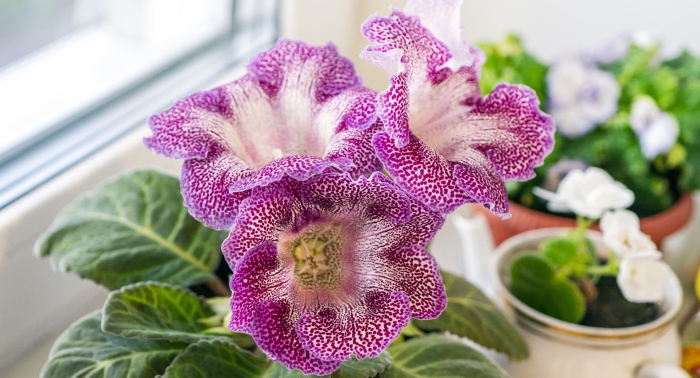 Глоксиния вишневая метель