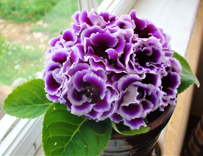 Глоксиния брокада фиолетовая махровая