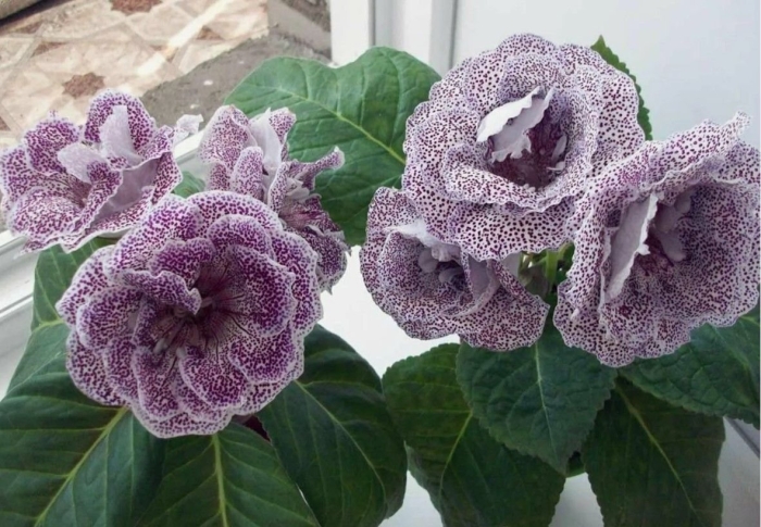 Махровая глоксиния