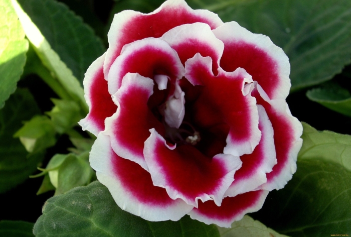 Глоксиния брокада