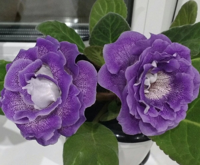 Глоксинии яны федоровой