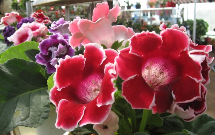 Глоксиния зимняя вишня