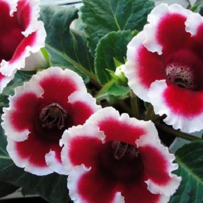 Глоксиния кайзер